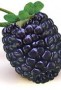 blackberry-2017-08-15-13-39-35-utc