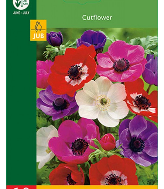 Blomsterløk Symre Anemone de Caen 10 stk