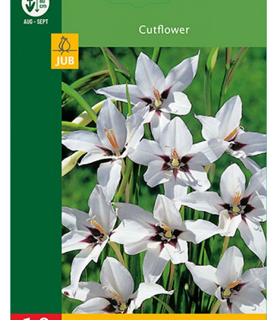 Blomsterløk Gladioler Callianthus 10 stk